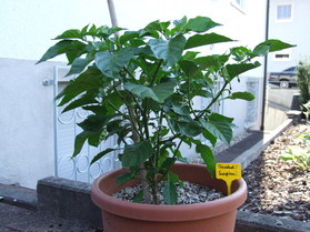 [Trinidad Scorpion]