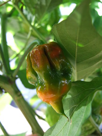 [Trinidad Scorpion]