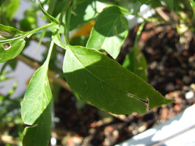 [West Virginian Pea]