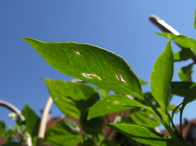 [West Virginian Pea]