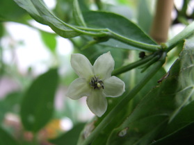 [West Virginian Pea]