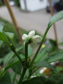 [West Virginian Pea]