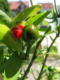 [West Virginian Pea]