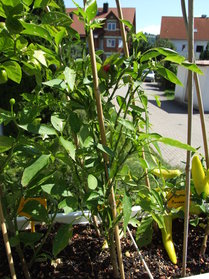 [West Virginian Pea]