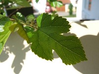 20100428 Maulbeere