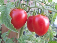 20160710 Tomaten