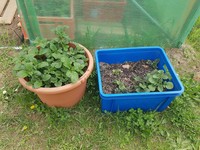 20170414 Garten