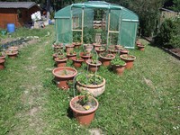 20170526 Garten