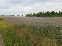 20170611 Rainfarn-Phazelie