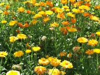20170617 Garten