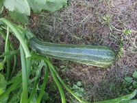 20170819 Garten