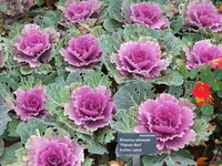 20171025 Prag Botanischer Garten
