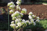 20180414 Garten