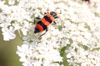 20180630 Blüten und Insekten