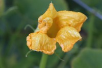 20180630 Gartenpflanzen