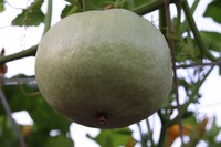 20180811 Garten