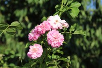 20180818 Garten