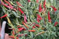 20180905 Garten