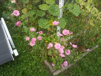20190901 Garten
