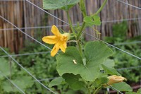 20200606 Garten