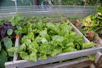 20200718 Garten