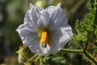 20200818 Litschi-Tomate