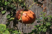 20200819 Garten