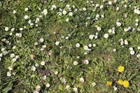 20210412 Garten
