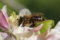20210423 Garten Makro