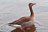 20210501 Untergrombach