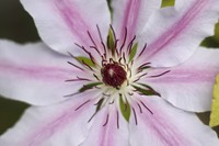 20210529 50mm + 12mm Zwischenring