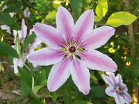 20210531 Blüten