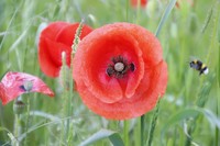 20210603 Klatschmohn