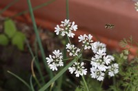 20210612 Biene an Blüte