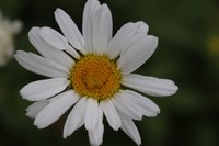 20210612 Garten