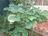 20210620 Garten