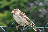 20210710 Gartentiere