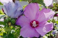 20210815 Hibiskus