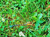 20210912 Libelle