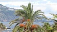 20211228 La Palma Los Cancajos