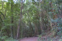 20211231 La Palma Los Tilos