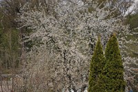 20220410 Garten Makro
