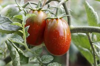 20220730 Tomaten