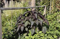 20220806 Garten