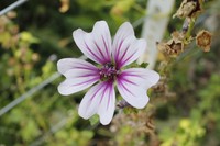 20220812 Trockener Garten
