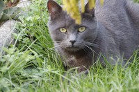 20220901 Katze