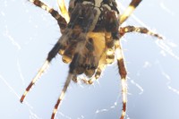 20221004 Kreuzspinne