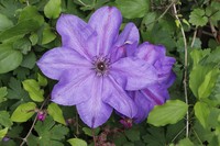 20230518 Garten