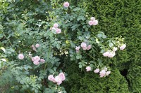 20230620 Garten Blüten