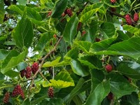 20230702 Maulbeerbaum
